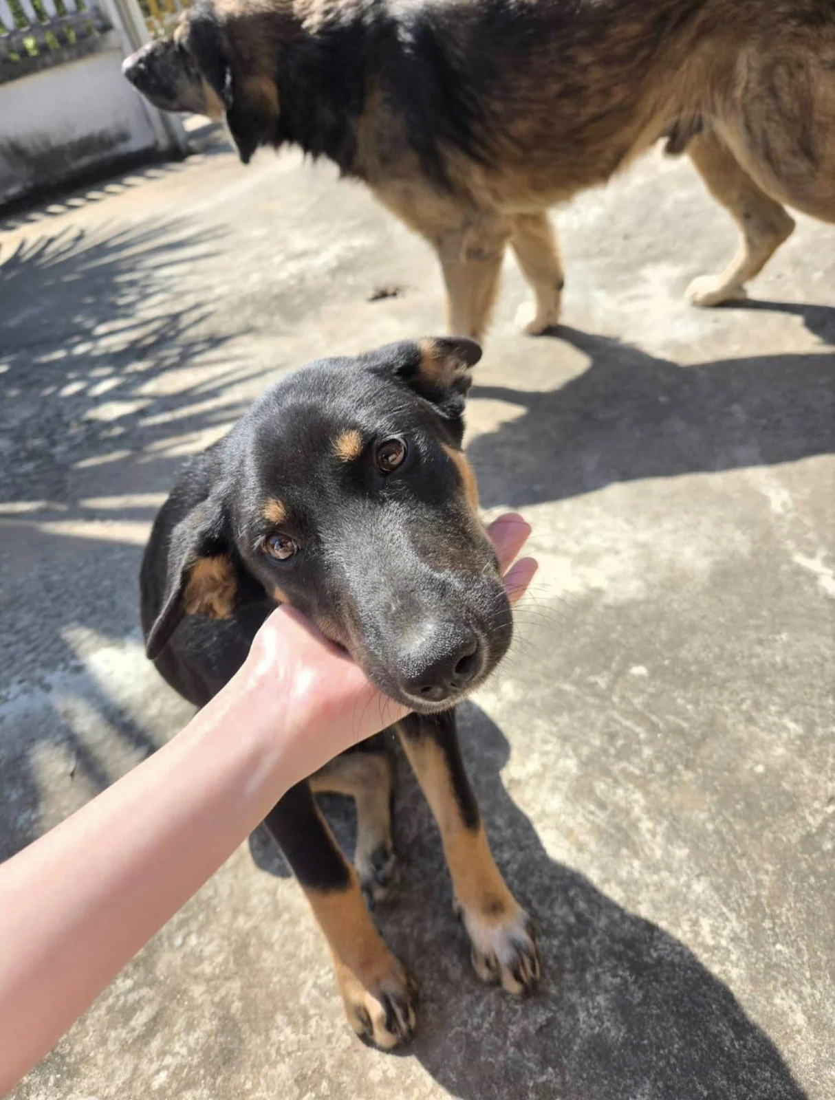 A black and tan dog enjoying gentle attention outdoors